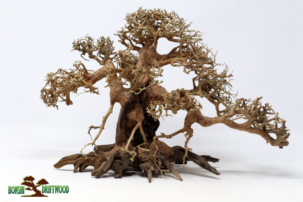 Cây cảnh khô- Bonsai Driftwood